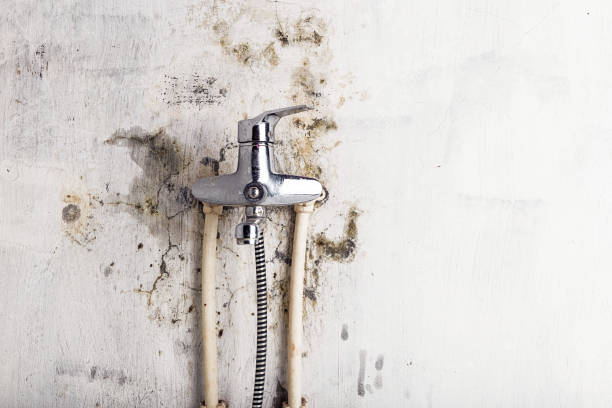 Best Fast Mold Removal  in Clyde, NC