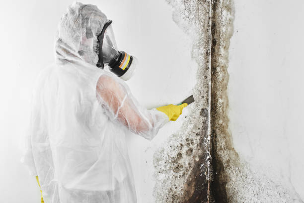 Best Commercial Mold Removal  in Clyde, NC