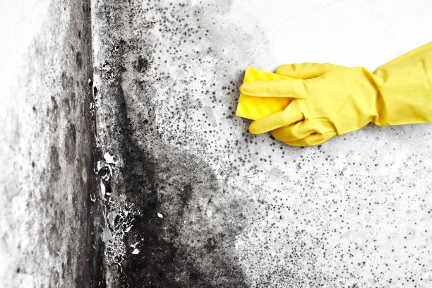 Best Home Mold Removal  in Clyde, NC