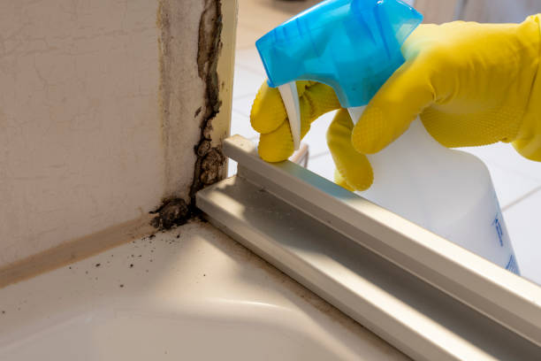 Best Fast Mold Removal  in Clyde, NC