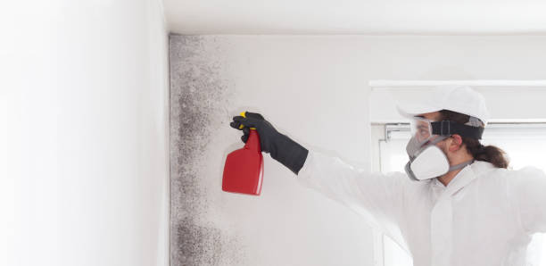 Best Affordable Mold Removal  in Clyde, NC