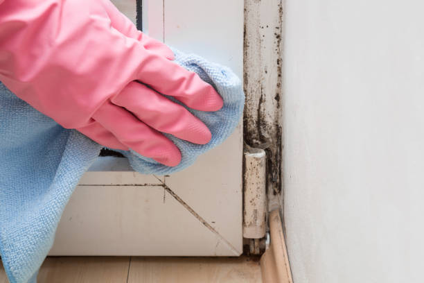 Best Black Mold Removal  in Clyde, NC